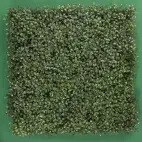 Arrayan natural