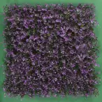 Arrayan Morado