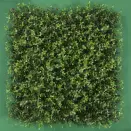Arrayan verde