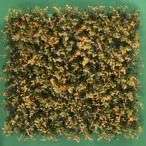 Arrayan naranja